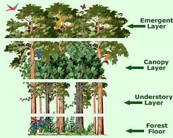 Levels of a Rainforest